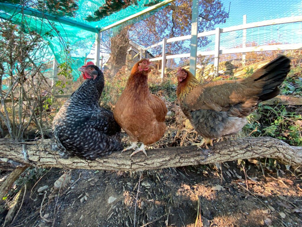 Gift a months food donation to our chickens
