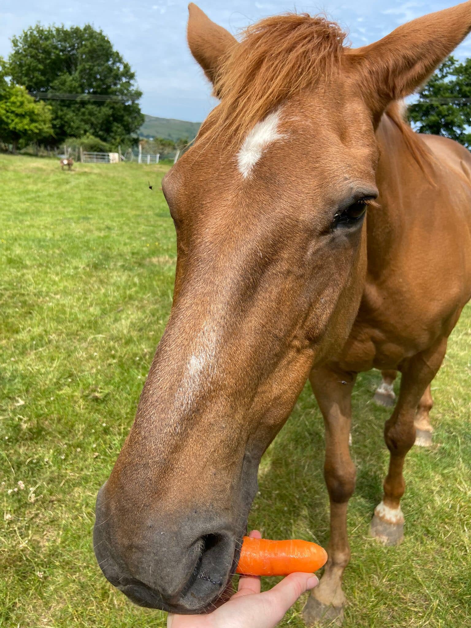 Horse eating carrots
