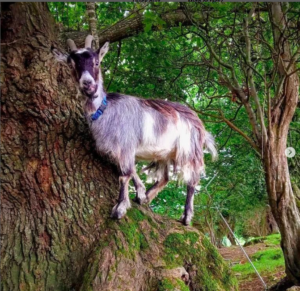 Read more about the article Goats in trees