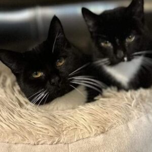 Black and white cats in basket looking at camera