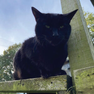 Black cat sitting on wooden fence