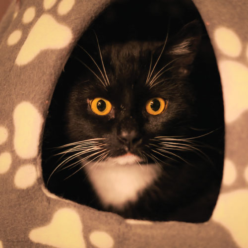 black and white cat with orange eyes in cat pod