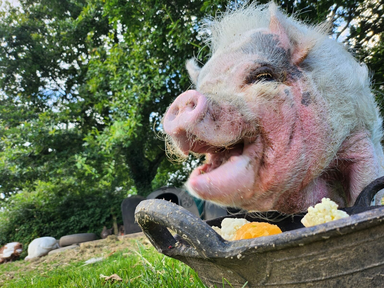 Read more about the article Idlewild Animal Sanctuary (Property) Limited