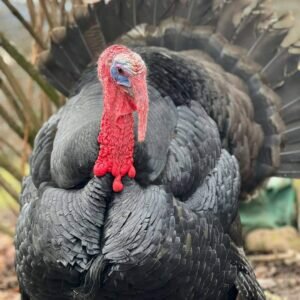Read more about the article Teddy the Turkey