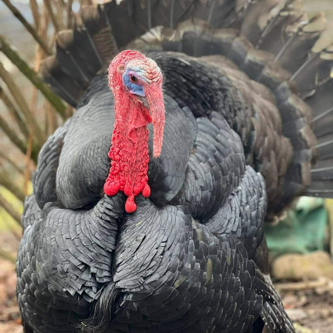 You are currently viewing Teddy the Turkey